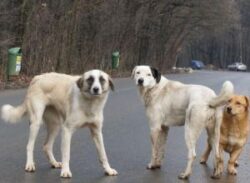 Legea cainilor in Bucureasti