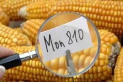 Monsanto a exportat anul trecut seminte modificate genetic de 60 mil. $ din Romania