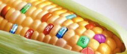 UE a ajuns la un compromis in privinta cultivarii organismelor modificate genetic
