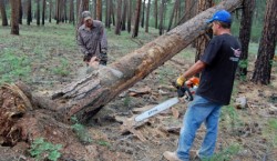 WWF Romania:”Lobby-ul economic, incomparabil mai puternic decat cel de mediu”