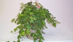 Lista plantelor toxice de apartament sau de gradina este surprizator de lunga