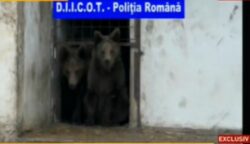 Leii si ursii fratilor Camataru au fost confiscati