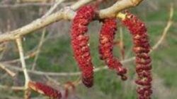 Mugurii de plop negru, un antibiotic natural