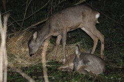 Reprezentantii Parcului Natural Lunca Muresului s-au despartit de puii de caprioara pe care i-au salvat anul trecut