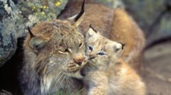 LISTA animalelor rare care ar putea sa dispara si din tara noastra
