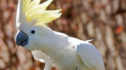 Papagalii cacadu renunta la a manca imediat alune pentru a primi dupa o perioada de timp niste alune mai bune