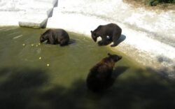 Coco traia, alaturi de doi ursi carpatini, in adapostul de peste 2.000 de metri patrati de la Zoo Bucov. FOTO arhiva Adevarul Ploiesti Citeste mai mult: adev.ro/mjhln5
