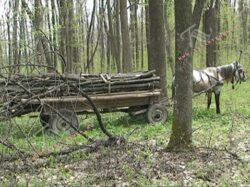 Padurari agresati, arbori taiati ilegal si barierele cu lacate de pe drumurile forestiere furate