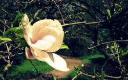 Parcul dendrologic din Simeria nu va mai fi restituit in natura urmasilor baronilor Ocksay, potrivit legii retrocedarii