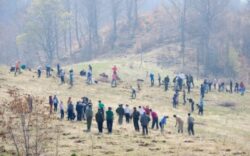 Plantam fapte bune in Romania: padure de goruni, pusa in calea alunecarilor de teren