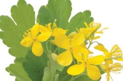 Untisorul, ideal pentru detoxifiere