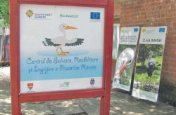 Clinica de urgenta pentru pasarile salbatice ranite, la Timisoara