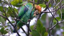 Specii noi de pasari descoperite in Amazonia