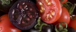 Rosiile violet, modificate genetic, contin un compus bogat in antioxidanti