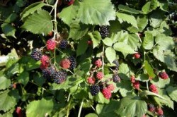APIA: Sapte milioane de euro pentru imbunatatirea calitatii produselor ecologice