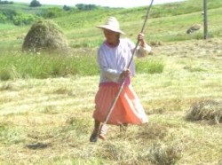 Calatoreste verde in Maramures (video)