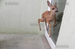 Lasati puii de animale in natura!