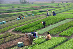 Ingrasamintele: sfarsitul agriculturii moderne