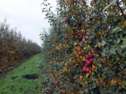 Cea mai mare livada de mere ecologice din Romania este la Cheresig