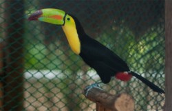 Costa Rica Zoo