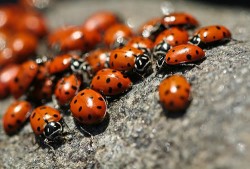 Milioane de buburuze asiatice au invadat, de cateva zile, mai multe localitati din tara