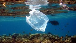 Un raport a UCLA solicita politici globale de combatere a poluarii oceanelor cu deseuri din material plastic