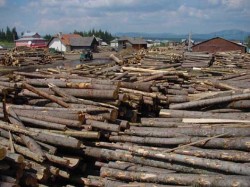 Romsilva a sanctionat 870 angajati pentru "jaful" din paduri si s-au intocmit 105 dosare penale