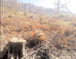 La Rosiile, in doar cateva zile, s-au defrisat ilegal peste 400 de hectare de padure