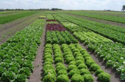 Curs acreditat de agricultura ecologica la Constanta