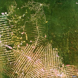 Peste 50.000 de kilometri de drumuri construite in Amazon in ultimii 3 ani