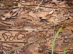 Ocolul Silvic Dolhasca va replanta 100 de hectare de padure afectate de gandacii de scoarta