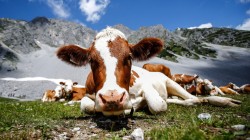 Peste 200 milioane de euro pentru investitii in eficienta energetica, protectia mediului si combaterea schimbarilor climatice