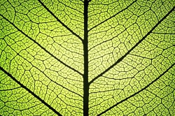 Un cercetator roman vrea sa transforme fotosinteza intr-o sursa de energie regenerabila Un cercetator roman vrea sa transforme fotosinteza intr-o sursa de energie regenerabila