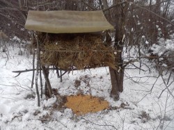 Nutret si concentrate, pentru ca animalele salbatice sa treaca iarna cu bine