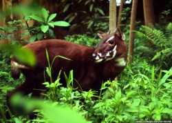 Unicornul asiatic, specie pe cale de disparitie, reperata pentru prima data in ultimul deceniu, in Vietnam