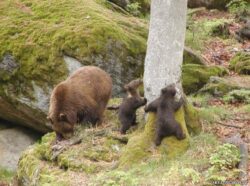 "Arca lui Noe", campania menita sa salveze animalele salbatice din Romania, continua in online