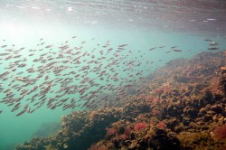 Mare Nostrum si WWF au lansat pachetul educativ “Cartea Marii Negre”