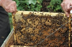 Alerta ecologica: Disparitia albinelor