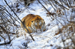 WWF ofera 60 de milioande de dolari Rusiei pentru protejarea felinelor mari pe cale de disparitie