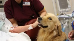 Dog Assist: terapie asistata de animale