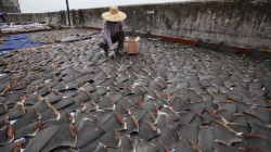 Animalele salbatice rare, interzise la mesele de lux din China