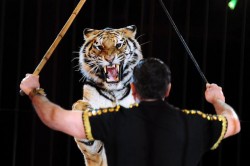 Animalele salbatice, interzise in circurile din Belgia