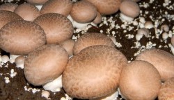 “Super-ciupercile” ar putea rezolva o problema fiziologica foarte comuna azi