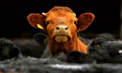 Comisia Europeana interzice clonarea animalelor in scopuri comerciale