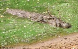 Uimitor: pentru prima data, zoologii au observat reptile folosind unelte