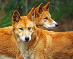 Australia: Cainii dingo sunt in pragul disparitiei