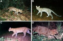 In Brazilia au descoperit o specie de feline necunoscuta pentru stiinta