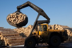 Greenpeace cere demisia sefului Agentiei de Protectie a Mediului Covasna in cazul construirii fabricii de prelucrare a lemnului
