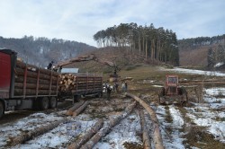 Este industria lemnului din Romania deschisa catre obtinerea unei certificari de mediu?