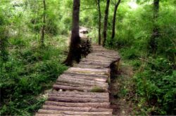 Animalele din Parcul Natural Lunca Muresului, in pericol din cauza reabilitarii unui drum